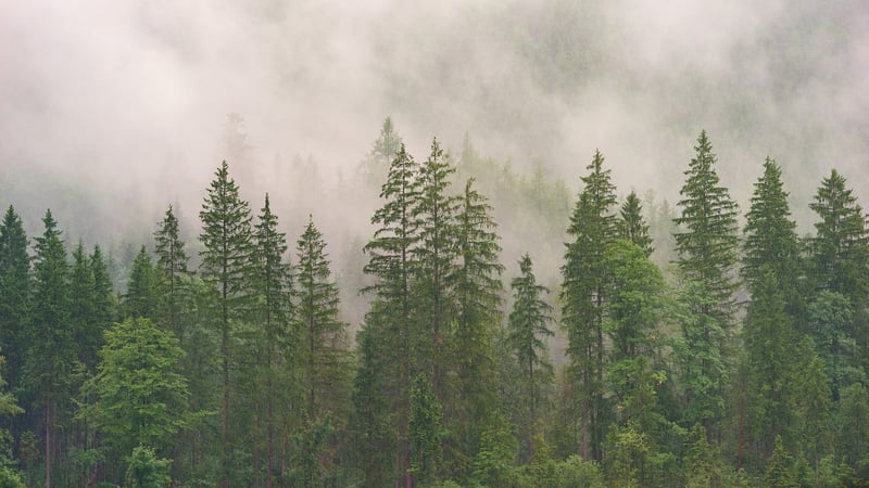 Enigmatic Forest